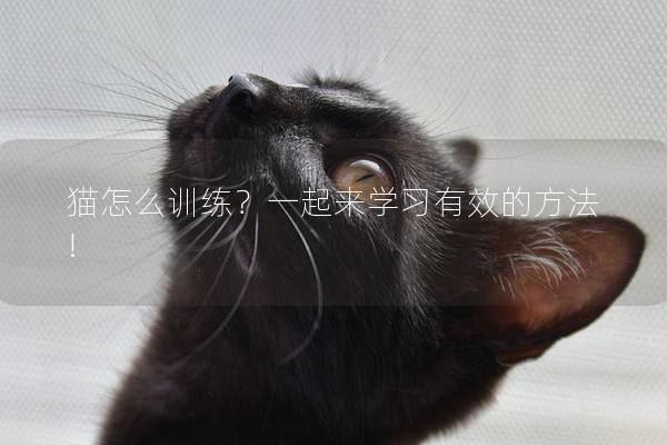 猫怎么训练？一起来学习有效的方法!
