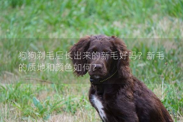 狗狗剃毛后长出来的新毛好吗？新毛的质地和颜色如何？