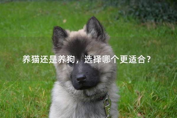 养猫还是养狗，选择哪个更适合？
