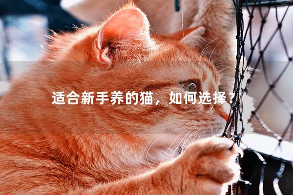 适合新手养的猫，如何选择？