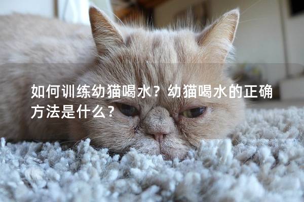 如何训练幼猫喝水？幼猫喝水的正确方法是什么？