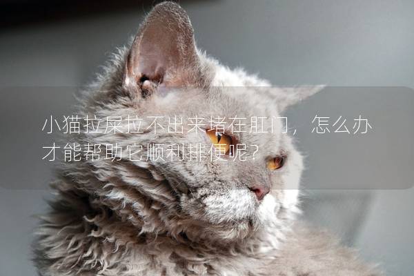 小猫拉屎拉不出来堵在肛门，怎么办才能帮助它顺利排便呢？