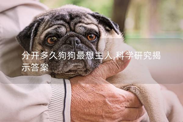 分开多久狗狗最想主人,科学研究揭示答案