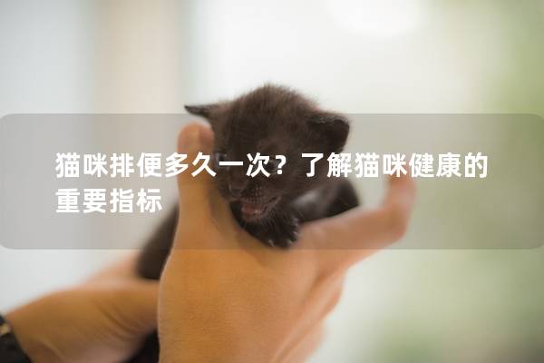 猫咪排便多久一次？了解猫咪健康的重要指标