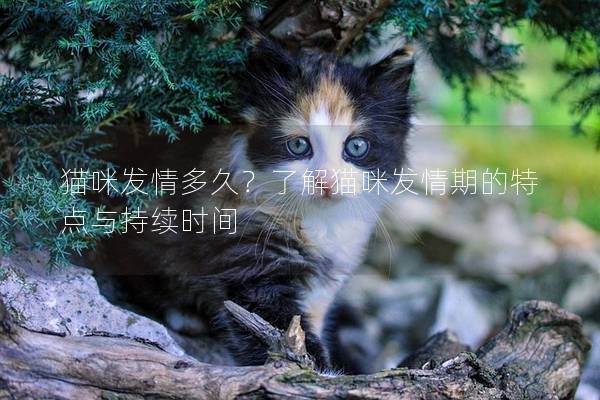 猫咪发情多久？了解猫咪发情期的特点与持续时间