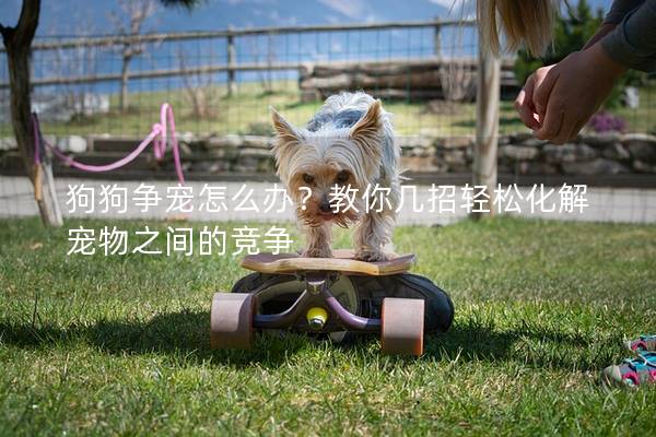 狗狗争宠怎么办？教你几招轻松化解宠物之间的竞争