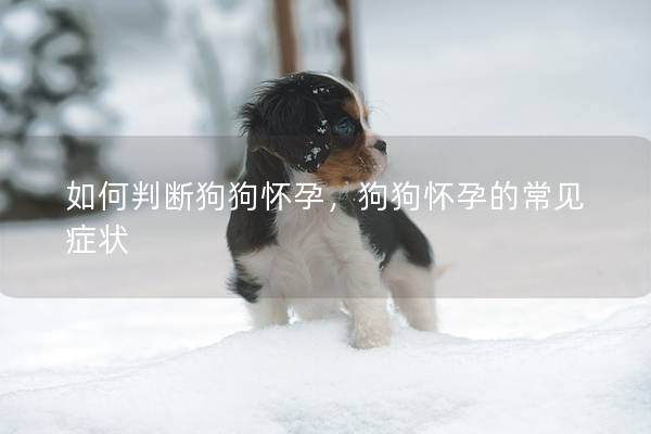 如何判断狗狗怀孕，狗狗怀孕的常见症状