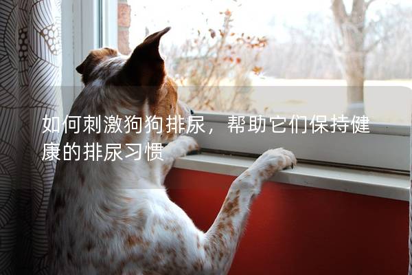 如何刺激狗狗排尿，帮助它们保持健康的排尿习惯