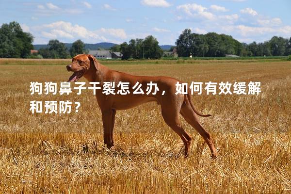 狗狗鼻子干裂怎么办，如何有效缓解和预防？