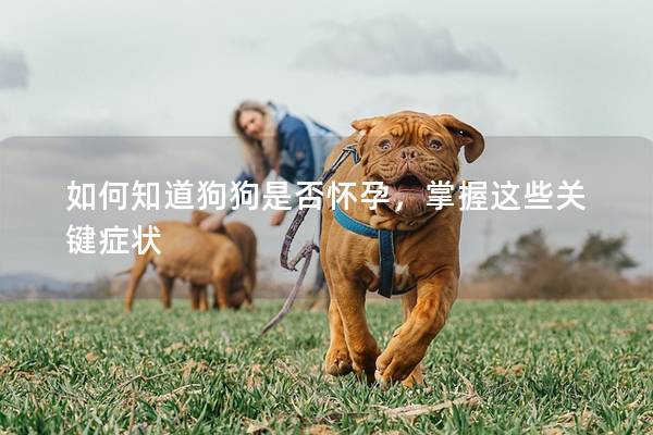 如何知道狗狗是否怀孕，掌握这些关键症状