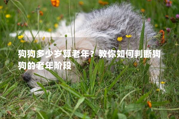 狗狗多少岁算老年？教你如何判断狗狗的老年阶段