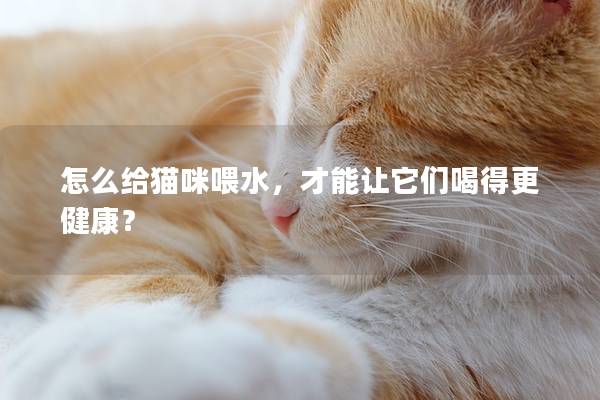 怎么给猫咪喂水，才能让它们喝得更健康？