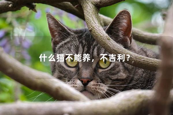 什么猫不能养，不吉利？
