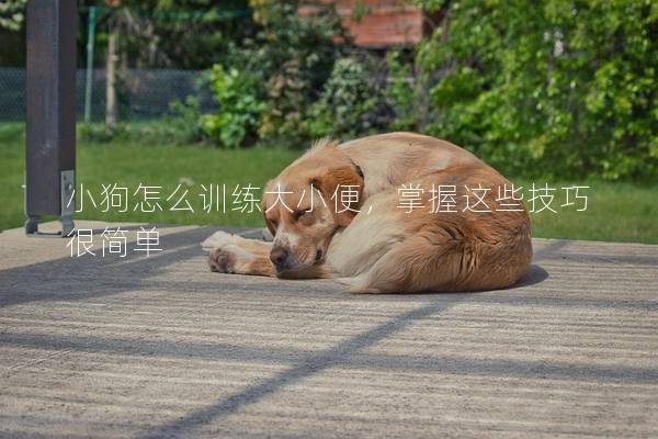 小狗怎么训练大小便，掌握这些技巧很简单