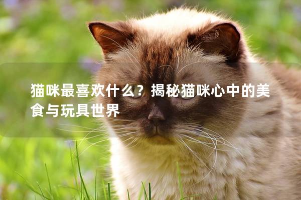 猫咪最喜欢什么？揭秘猫咪心中的美食与玩具世界