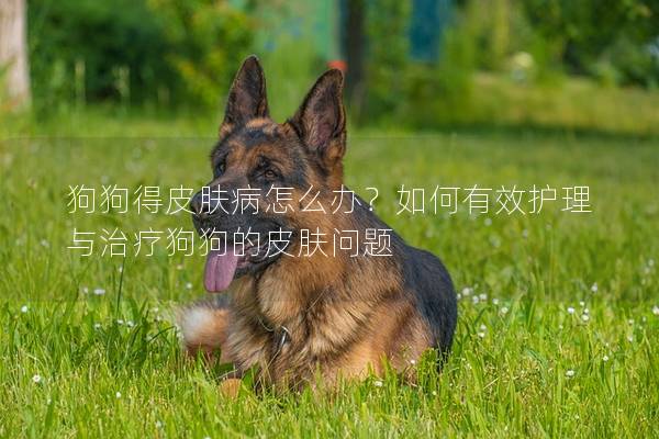 狗狗得皮肤病怎么办？如何有效护理与治疗狗狗的皮肤问题