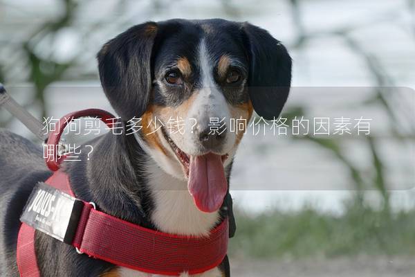 狗狗剪毛多少钱？影响价格的因素有哪些？