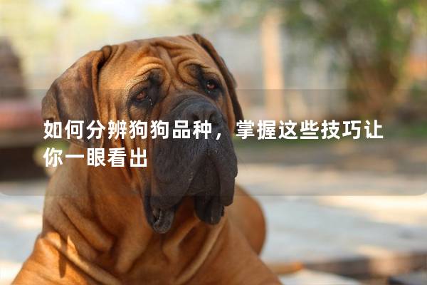 如何分辨狗狗品种，掌握这些技巧让你一眼看出