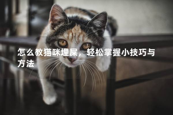 怎么教猫咪埋屎，轻松掌握小技巧与方法