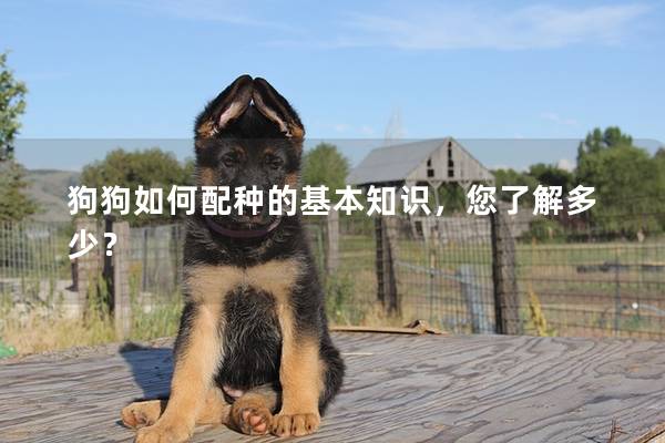 狗狗如何配种的基本知识，您了解多少？