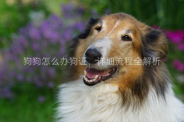 狗狗怎么办狗证，详细流程全解析