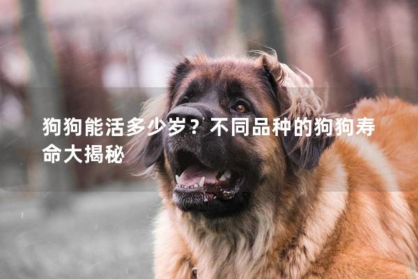 狗狗能活多少岁？不同品种的狗狗寿命大揭秘