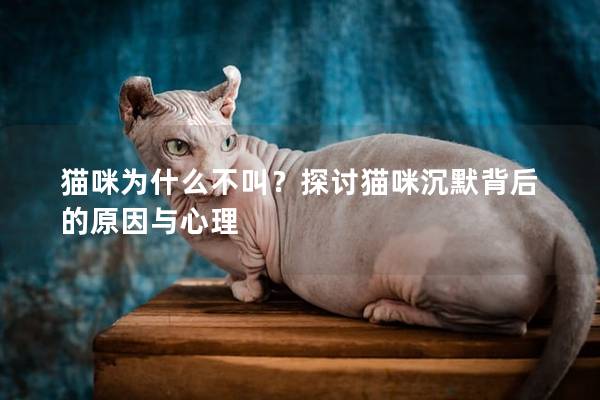 猫咪为什么不叫？探讨猫咪沉默背后的原因与心理
