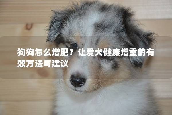 狗狗怎么增肥？让爱犬健康增重的有效方法与建议
