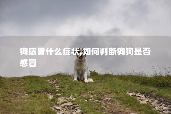 狗感冒什么症状,如何判断狗狗是否感冒