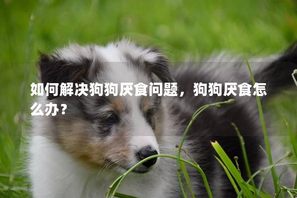 如何解决狗狗厌食问题，狗狗厌食怎么办？