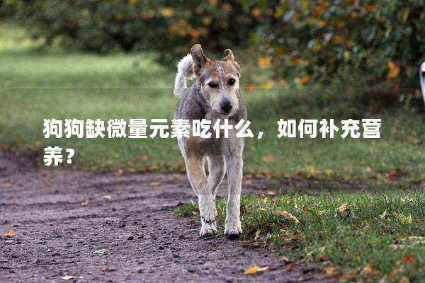 狗狗缺微量元素吃什么，如何补充营养？
