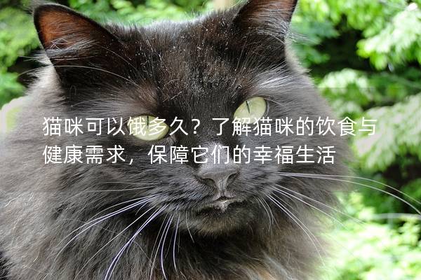 猫咪可以饿多久？了解猫咪的饮食与健康需求，保障它们的幸福生活