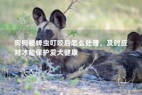 狗狗被蜱虫叮咬后怎么处理，及时应对才能保护爱犬健康
