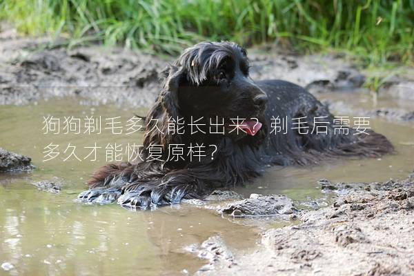 狗狗剃毛多久能长出来？剃毛后需要多久才能恢复原样？