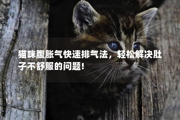 猫咪腹胀气快速排气法，轻松解决肚子不舒服的问题!