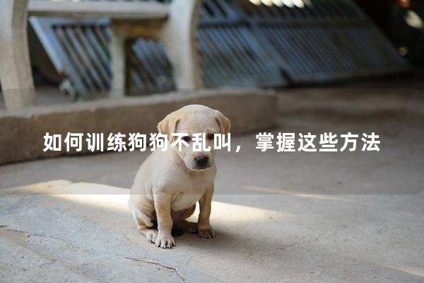 如何训练狗狗不乱叫，掌握这些方法