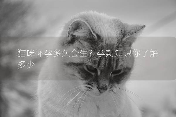猫咪怀孕多久会生？孕期知识你了解多少