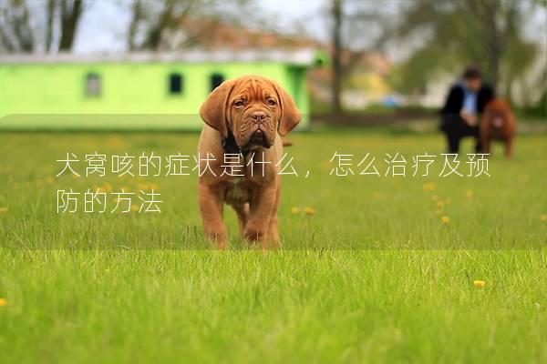 犬窝咳的症状是什么，怎么治疗及预防的方法