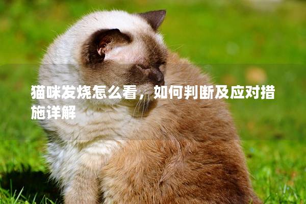 猫咪发烧怎么看，如何判断及应对措施详解