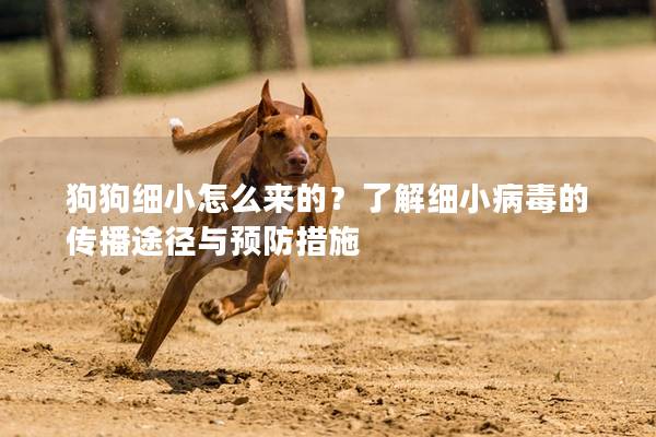狗狗细小怎么来的？了解细小病毒的传播途径与预防措施