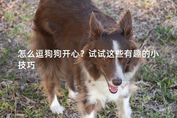 怎么逗狗狗开心？试试这些有趣的小技巧