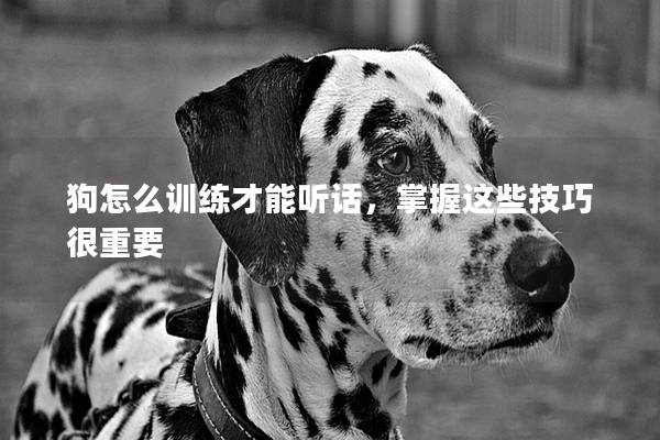 狗怎么训练才能听话，掌握这些技巧很重要