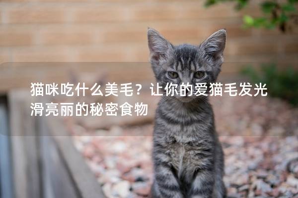 猫咪吃什么美毛？让你的爱猫毛发光滑亮丽的秘密食物