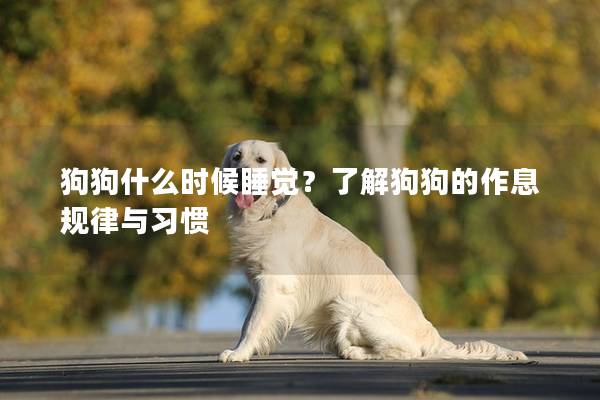狗狗什么时候睡觉？了解狗狗的作息规律与习惯