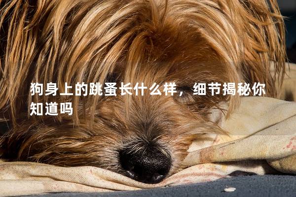 狗身上的跳蚤长什么样，细节揭秘你知道吗