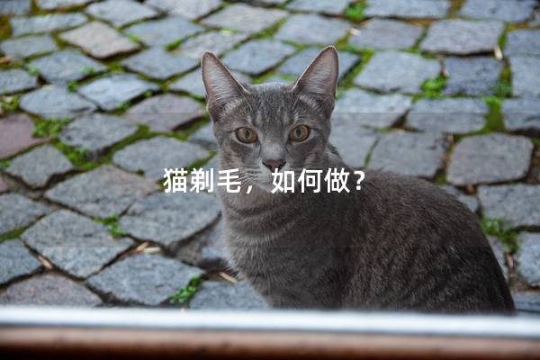 猫剃毛，如何做？