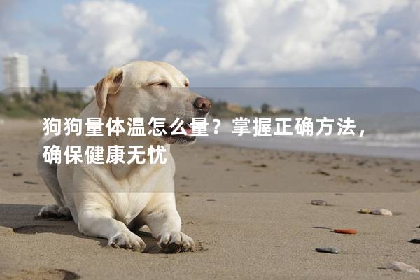 狗狗量体温怎么量？掌握正确方法，确保健康无忧