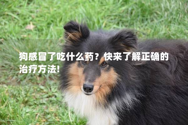 狗感冒了吃什么药？快来了解正确的治疗方法!