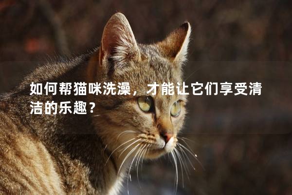 如何帮猫咪洗澡，才能让它们享受清洁的乐趣？
