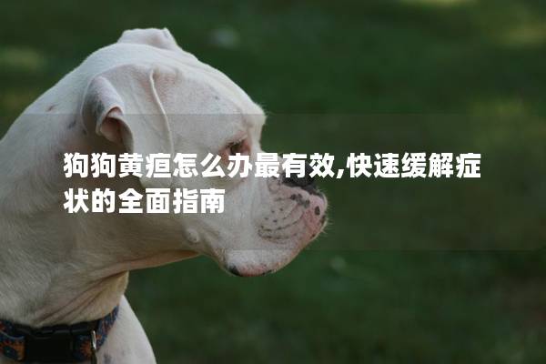狗狗黄疸怎么办最有效,快速缓解症状的全面指南